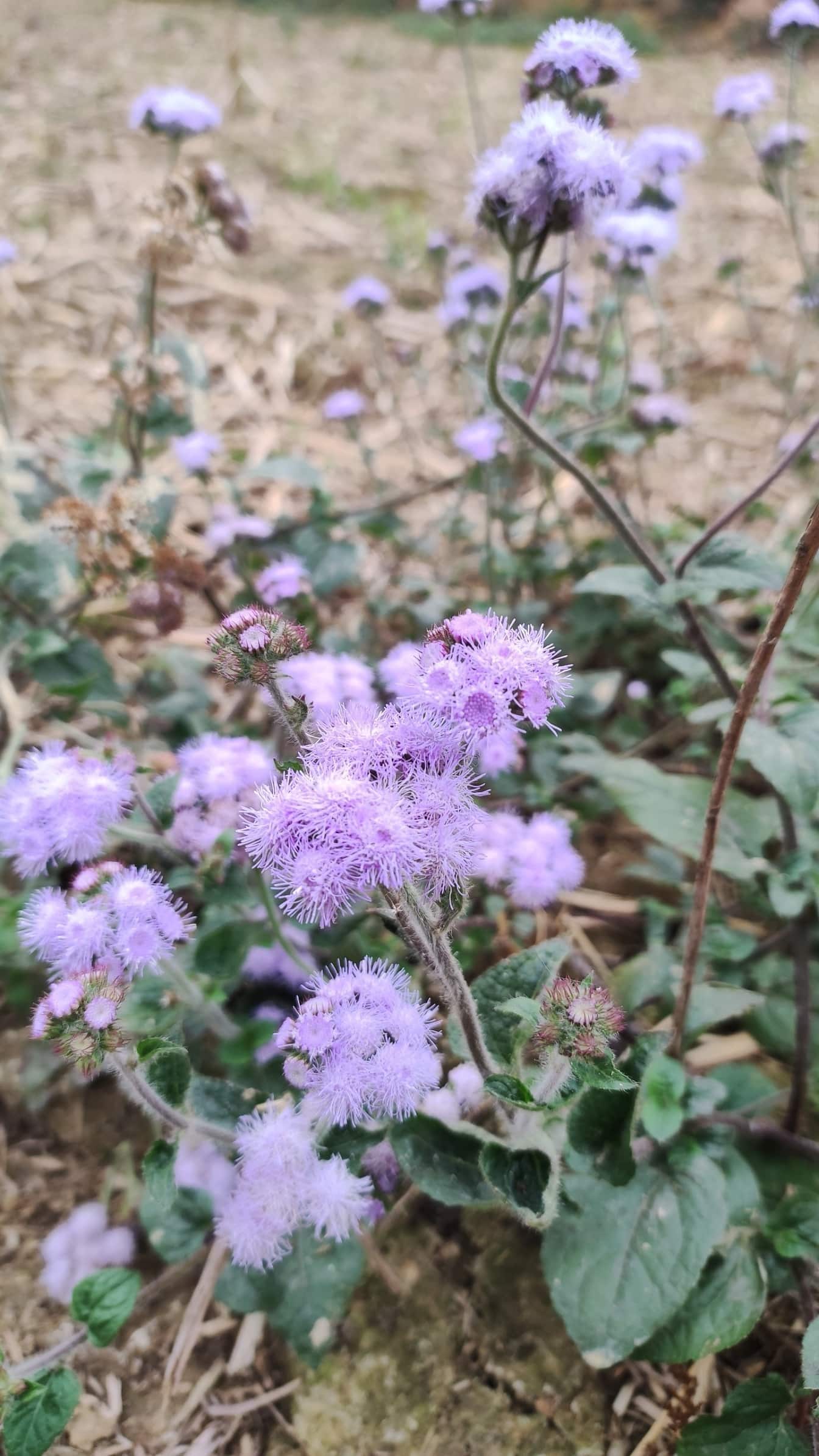 Bright purple wildflower weed (Ageratum houstonianum)