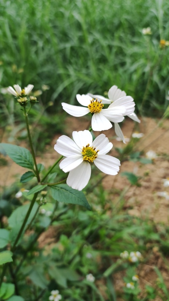 White flower (Bidens alba) wildflower in grassy meadow in spring time