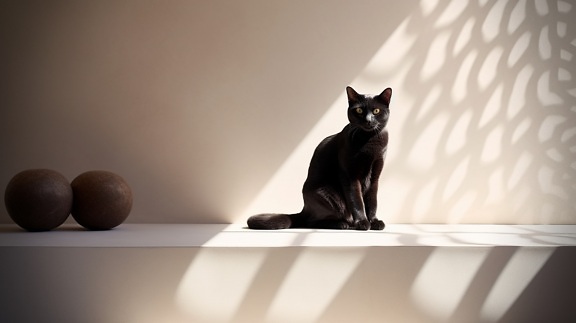 Black domestic cat sitting in shadow by beige wall