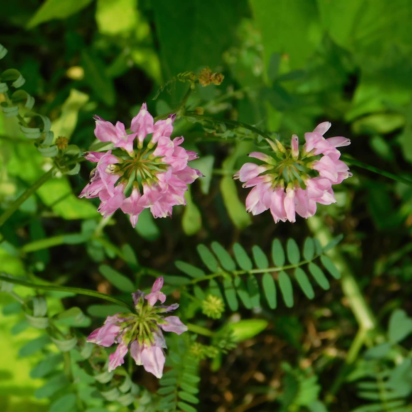Close-up van roze wilde bloem kroonwikke (Securigera varia synonym Coronilla varia)