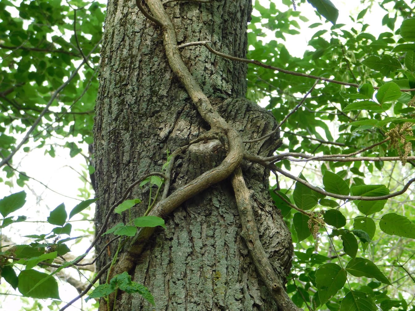 Detailný záber koreňov parazitných bylín na kmeni stromu