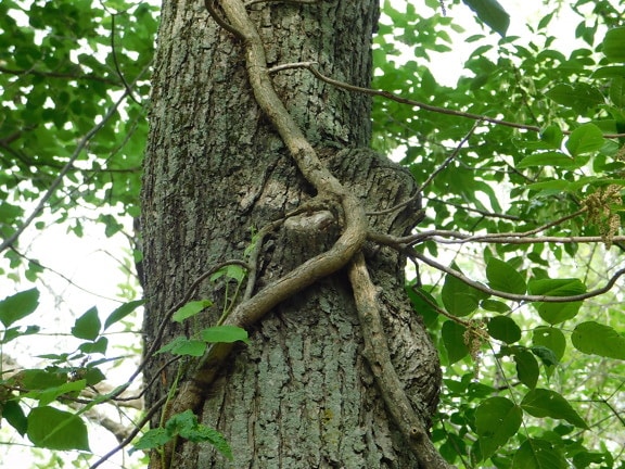 Close-up of parasite herb roots on tree trunk