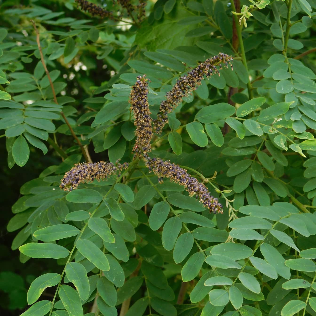 Tampilan dekat semak nila (Amorpha fruticosa) daun dan biji hijau akasia