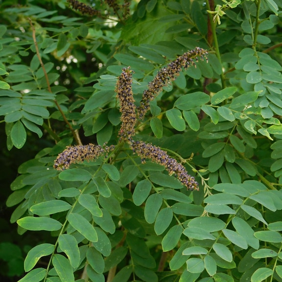 아카시아 녹색 잎과 씨앗 (Amorpha fruticosa) 인디고 덤불의 클로즈업