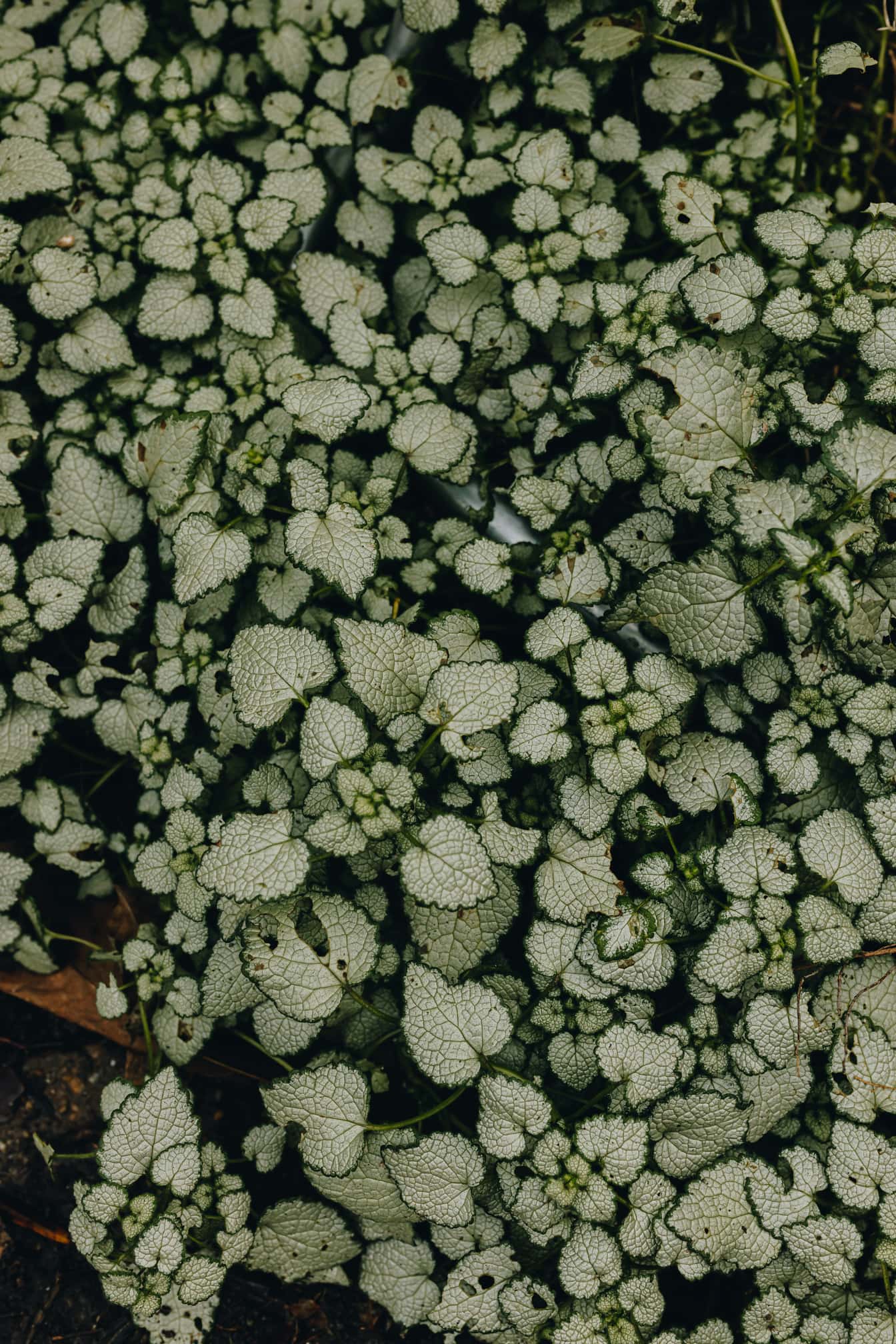 Täplikäs kuollut nokkonen (Lamium maculatum)  vihreät lehdet lähikuvassa