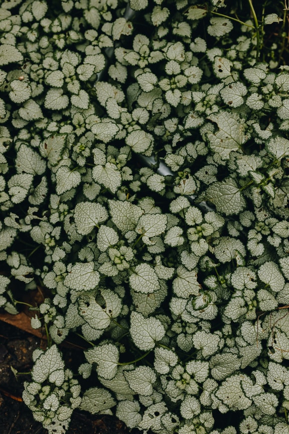 Gefleckte Taubnessel (Lamium maculatum)  grünen Blättern Nahaufnahme