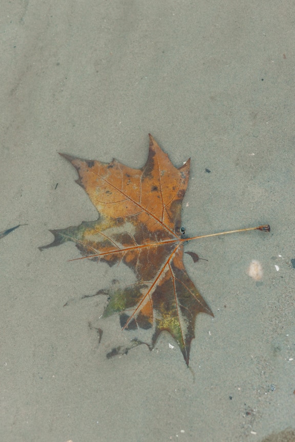 Folha de bordo marrom amarelada na areia debaixo d’água