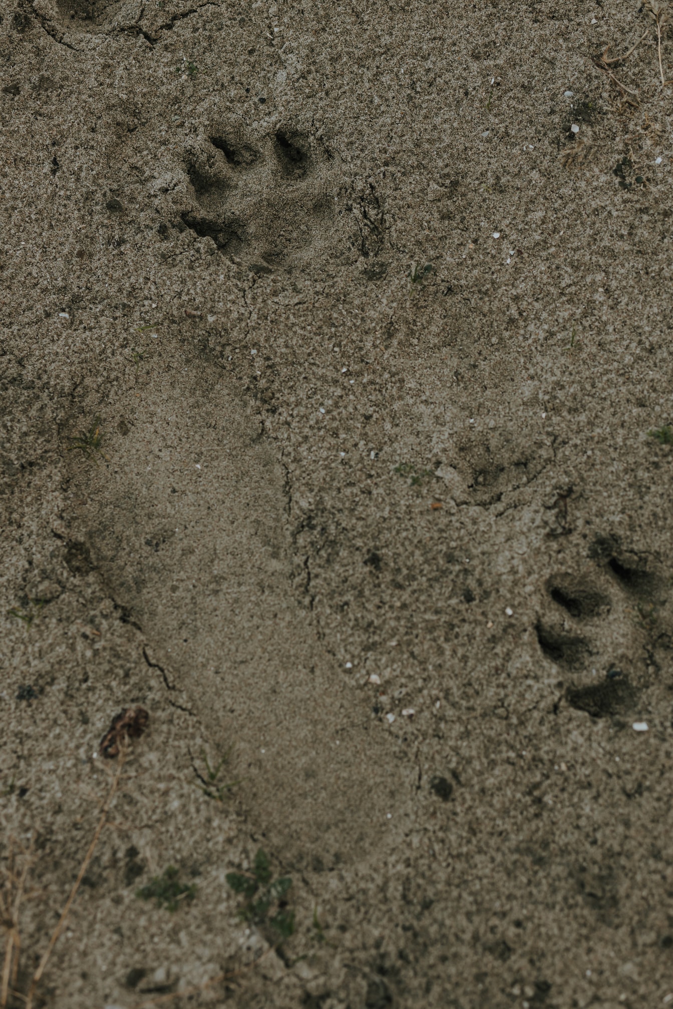 Langkah kaki dalam tekstur pasir kotor basah
