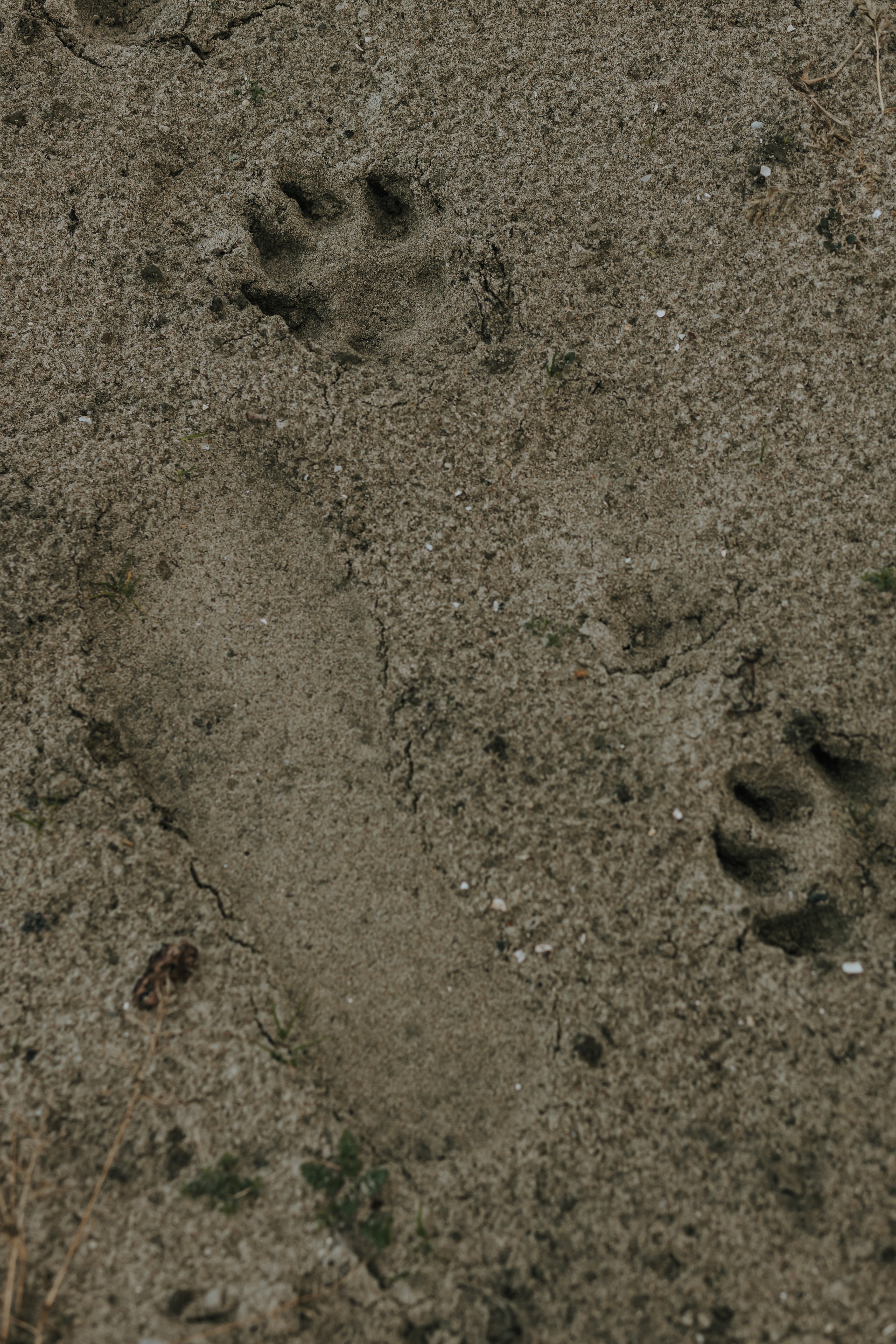 Free picture: Footstep in wet dirty sand texture