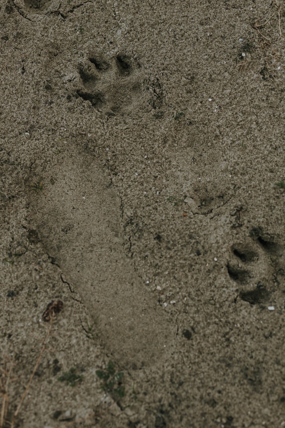 Footstep in wet dirty sand texture