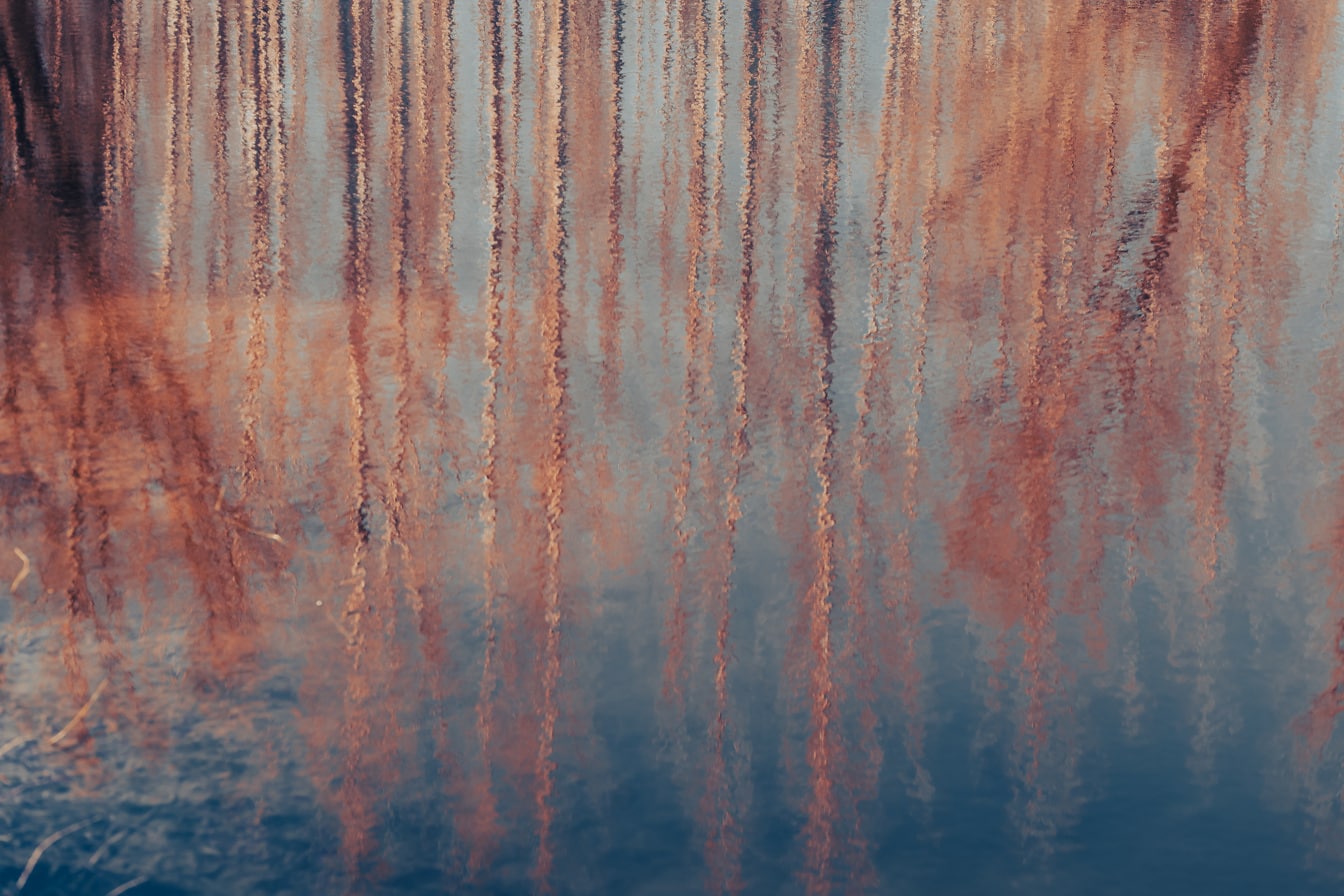 Riflessione degli alberi sulla superficie calma dell’acqua