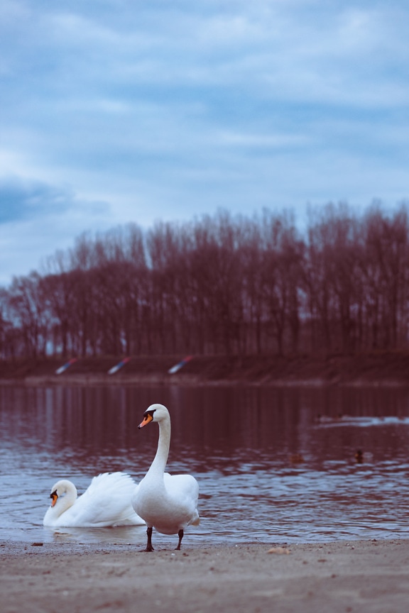 Curioso pássaro de cisne branco à beira do lago
