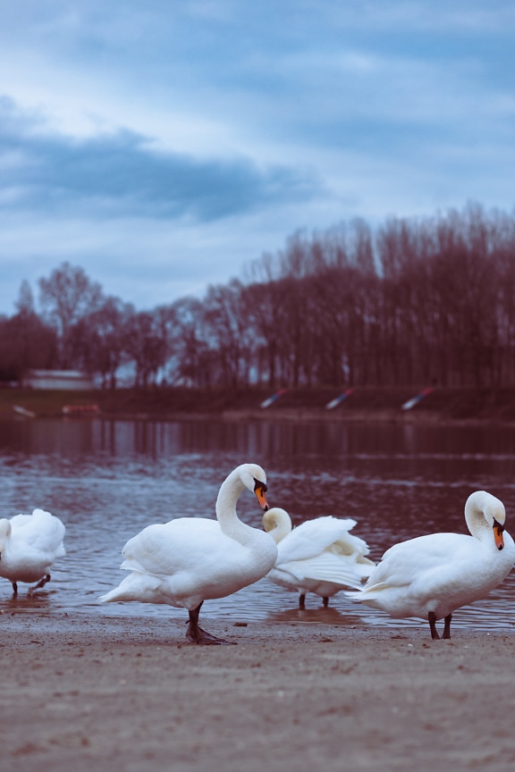 Group of swan birds on lake beachfront in autumn season