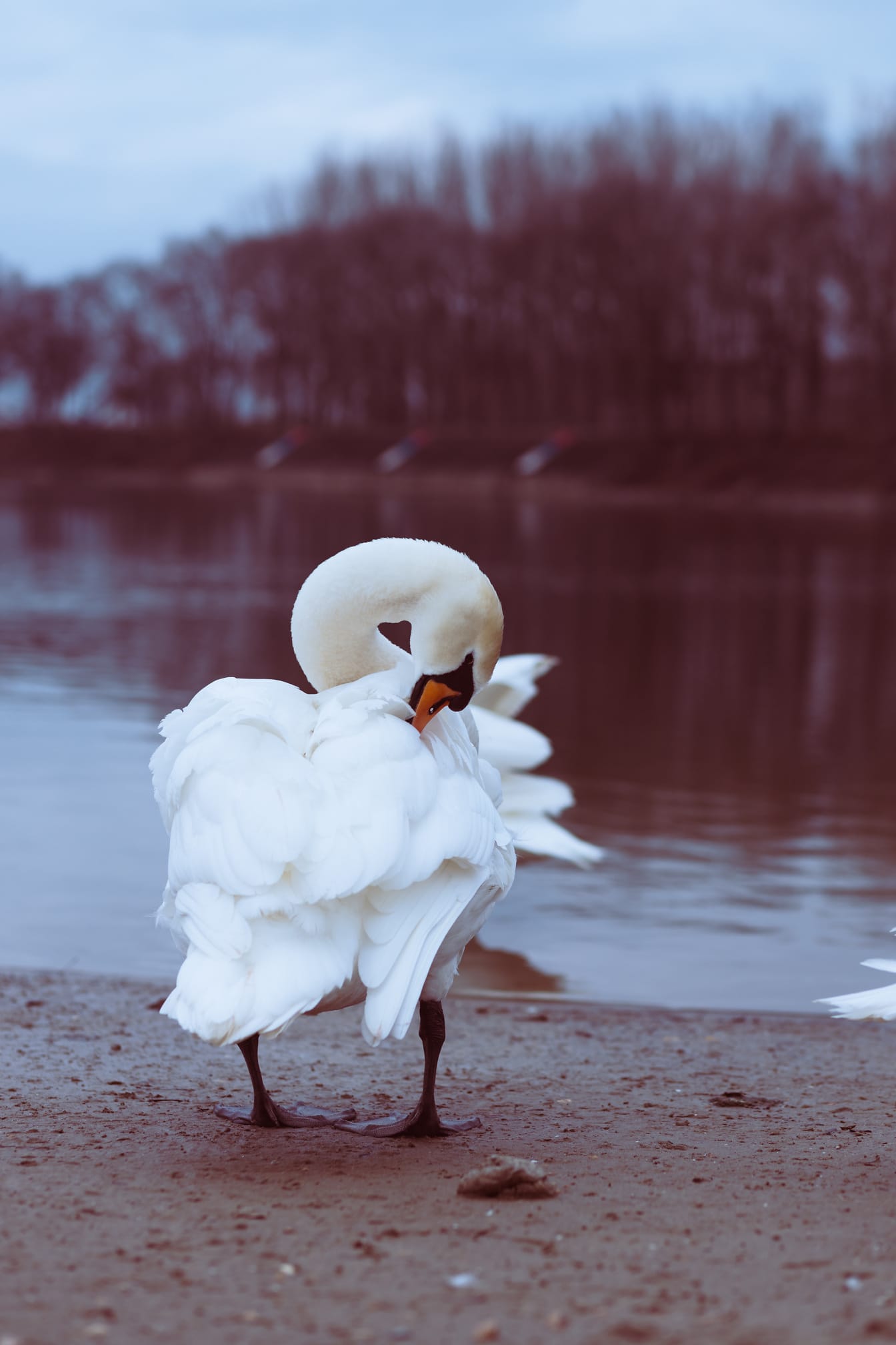 Grace swan bird καθαρίζει λευκά φτερά