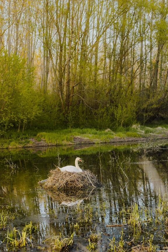 White swan bird laying on nest in natural habitat