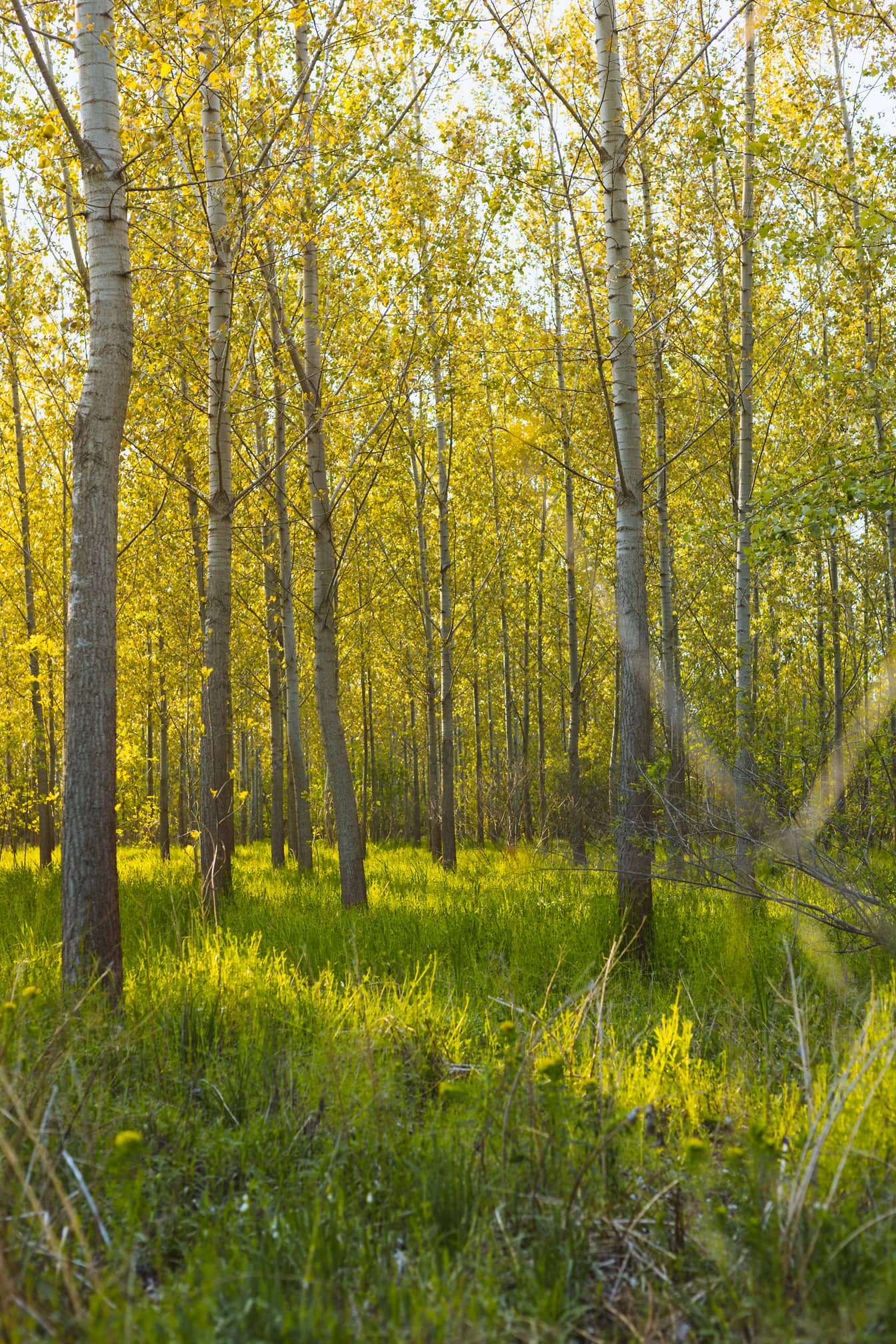 봄철 삼림 지대에 포플러 나무 햇볕이 잘 드는 풍경