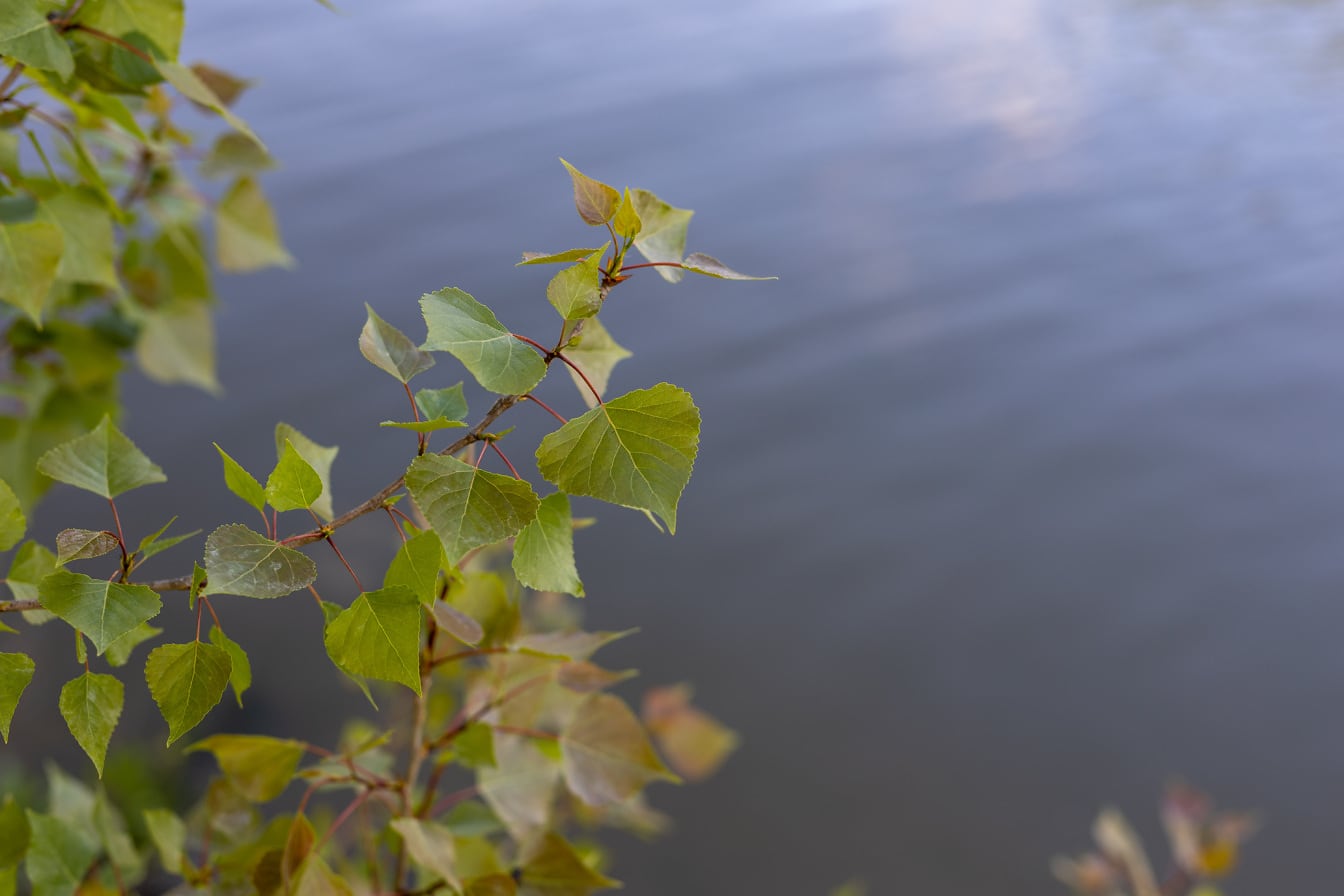 Gele bladeren op takje in de lentetijd boven water
