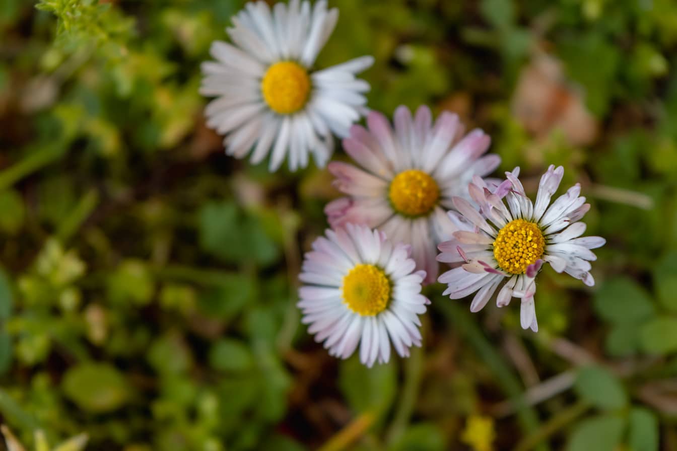 Detailný záber na biele kvetinové sedmokrásky v tráve