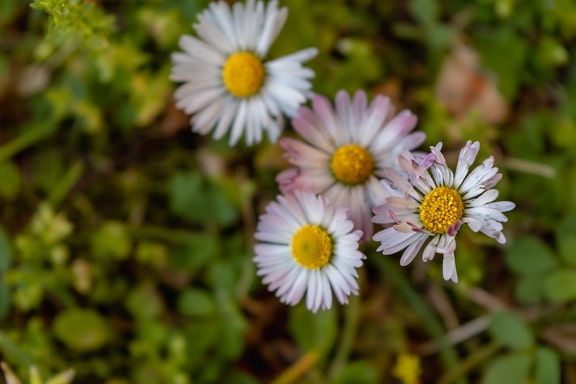 Close-up of white flower daisies in grass