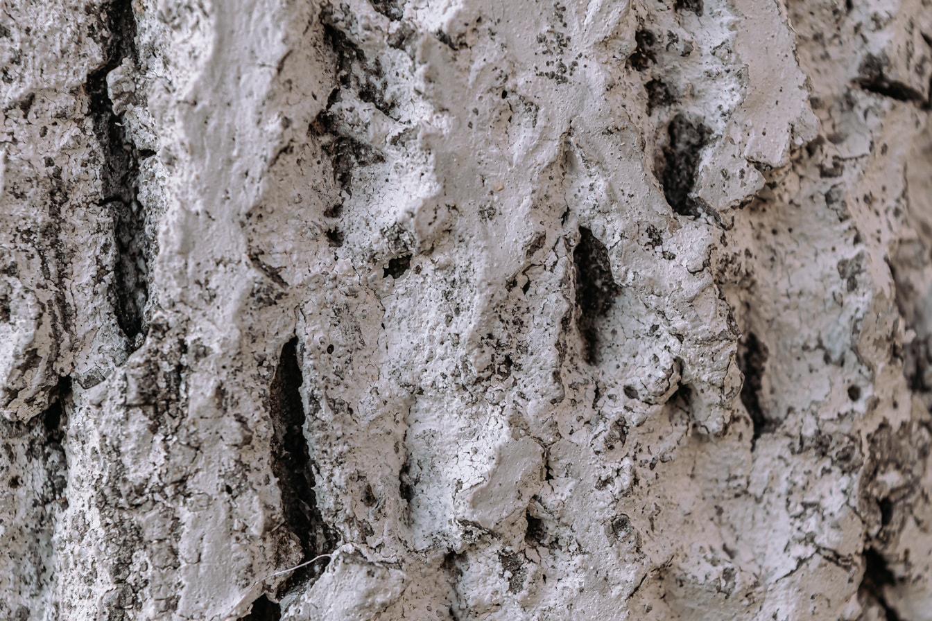 Detailný záber kôry kmeňa stromu bielou farbou