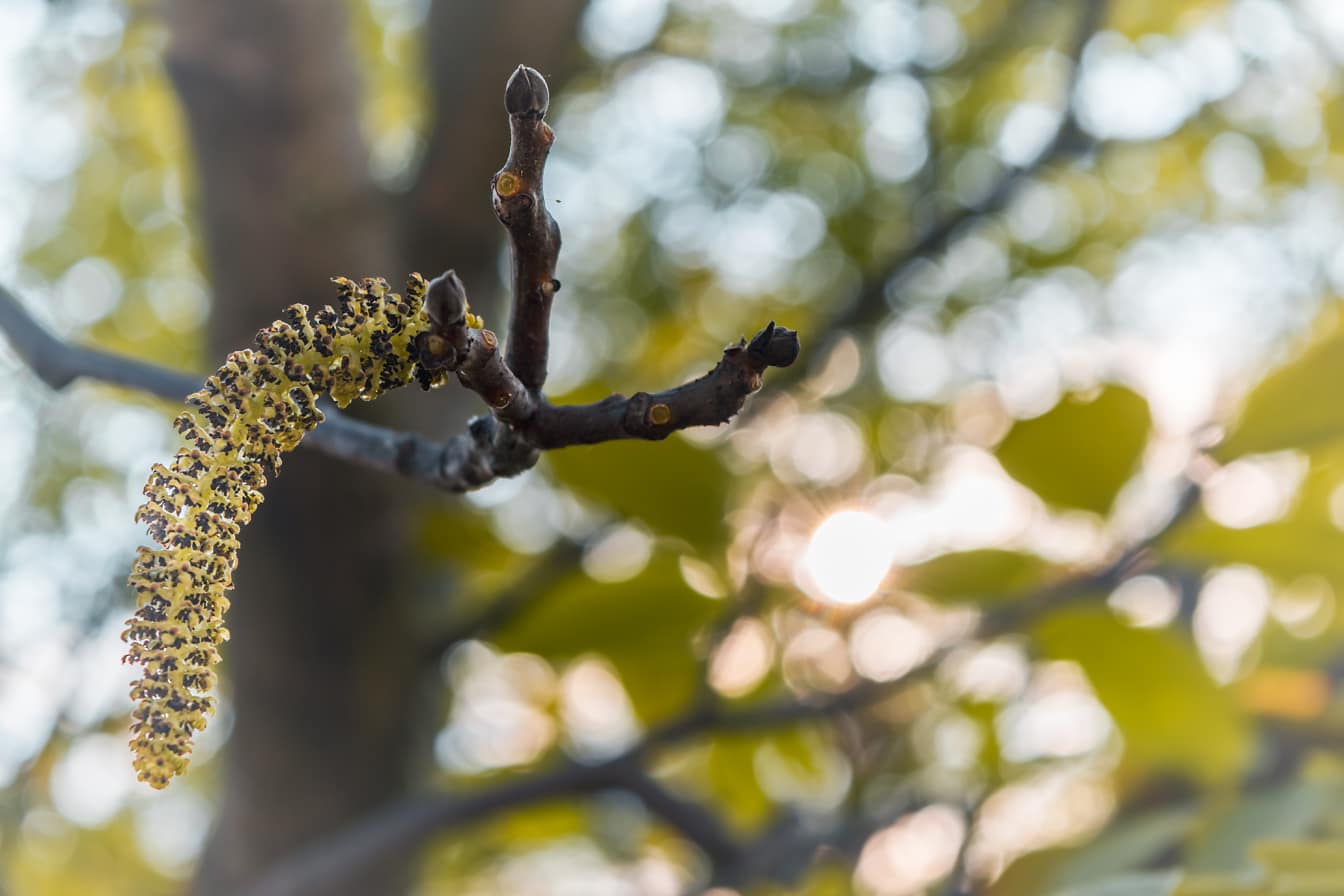 Detailný záber na kvitnúce (Juglans regia) vetvy orecha v jarnom období