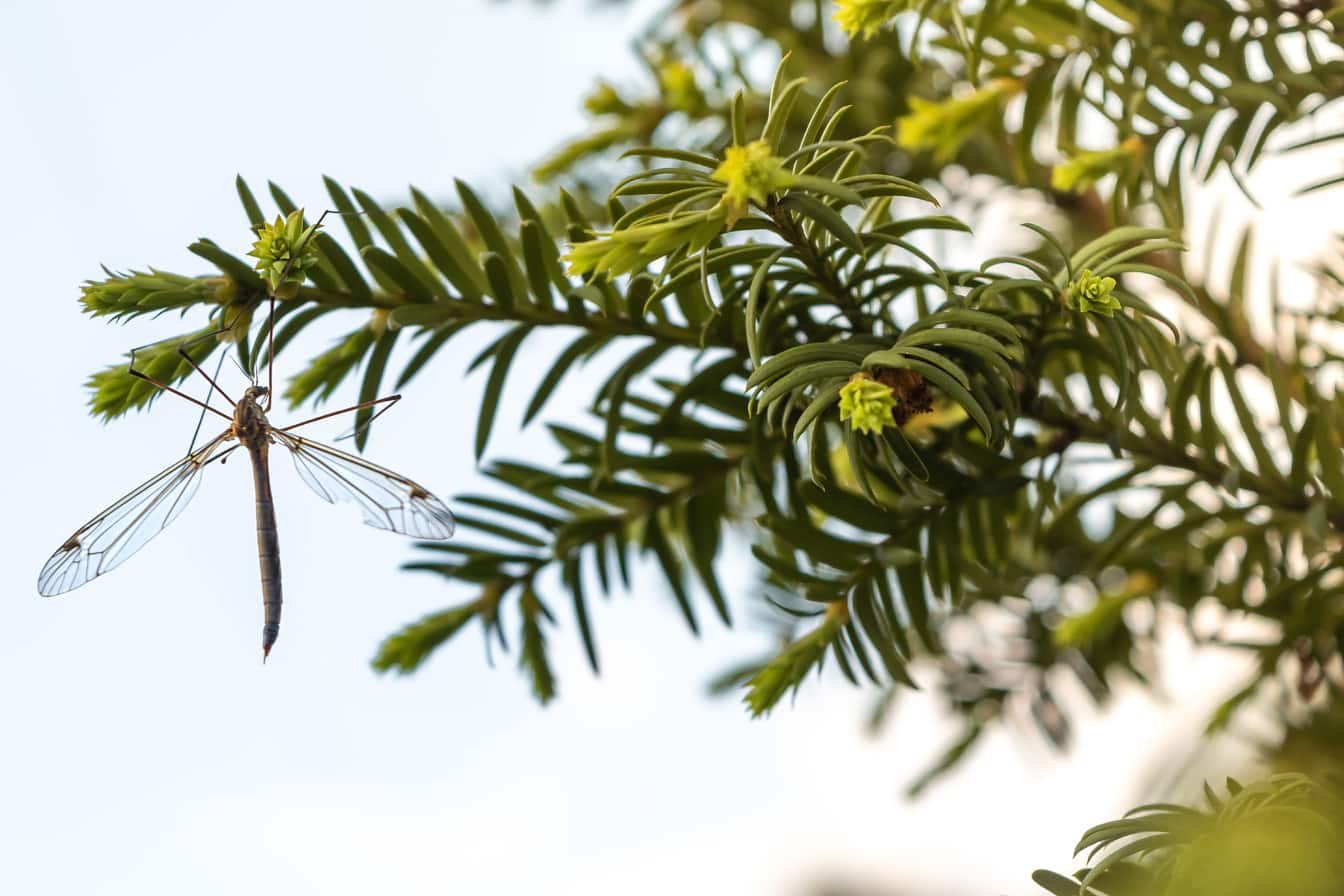 Stor europeisk kranflue insekt (Tipula paludosa) på gren