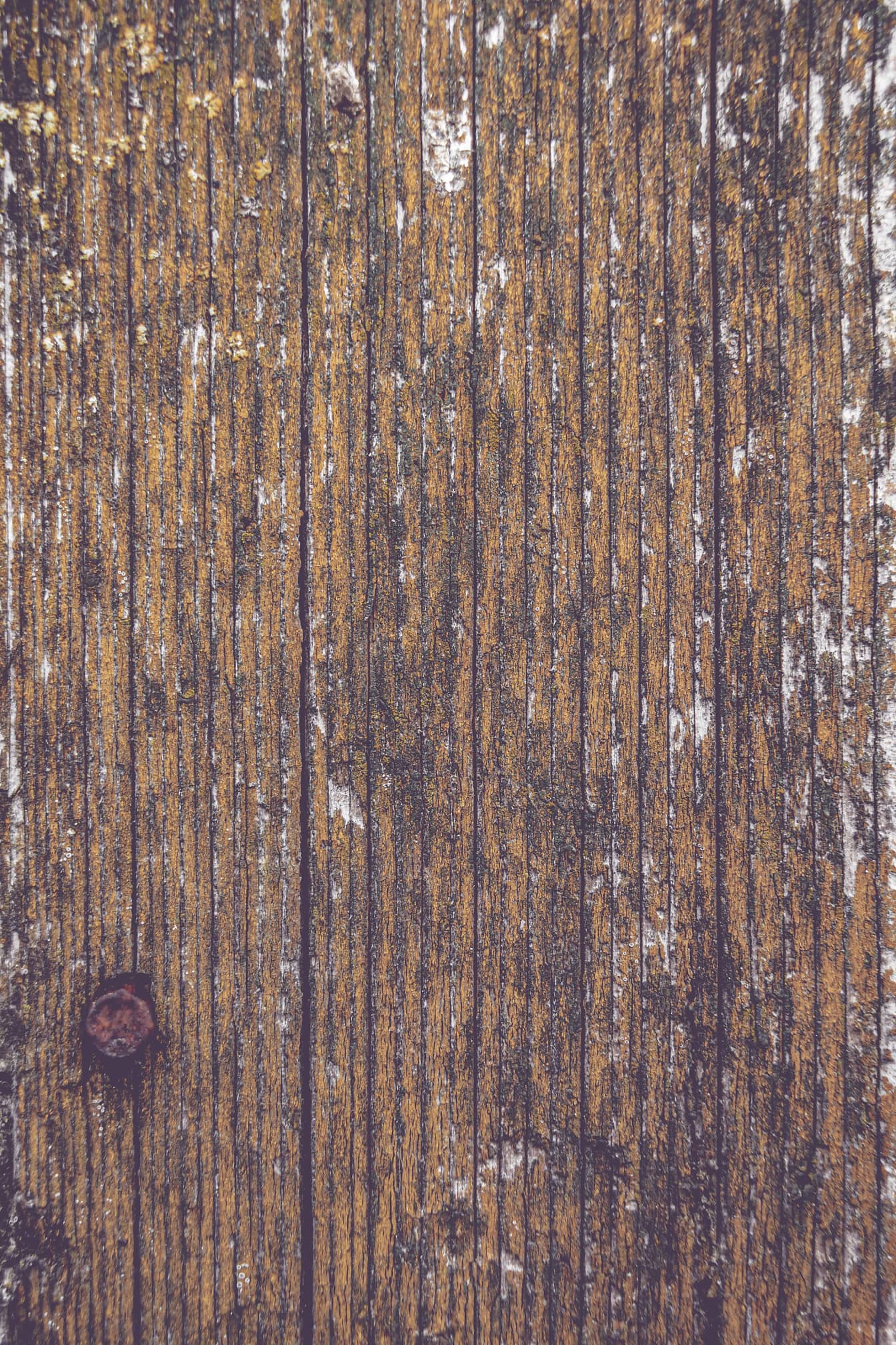 Nærbillede af gammel træplanke med rusten jernskrue