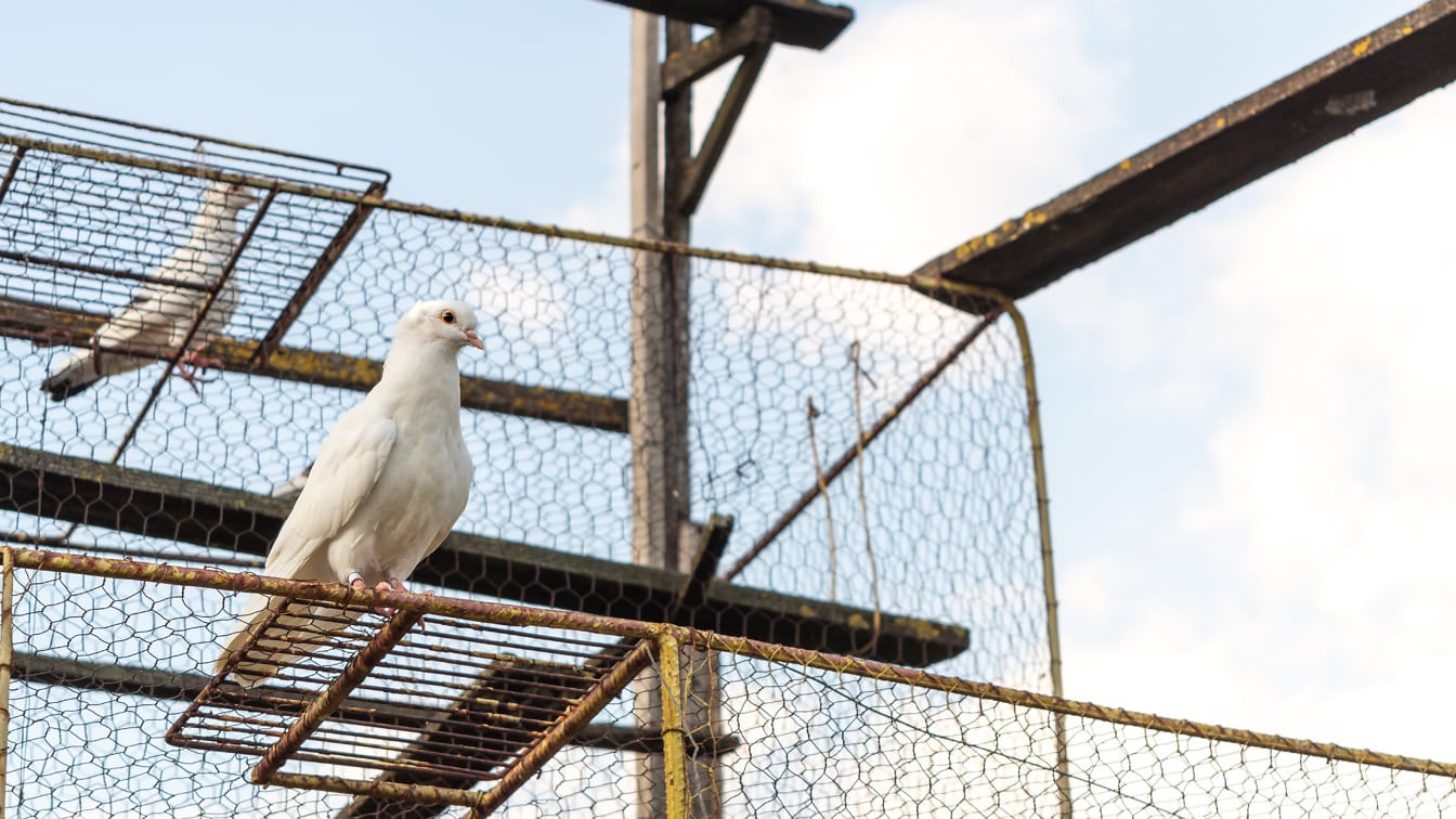 Biely holub čistokrvný srbský vysokoleták