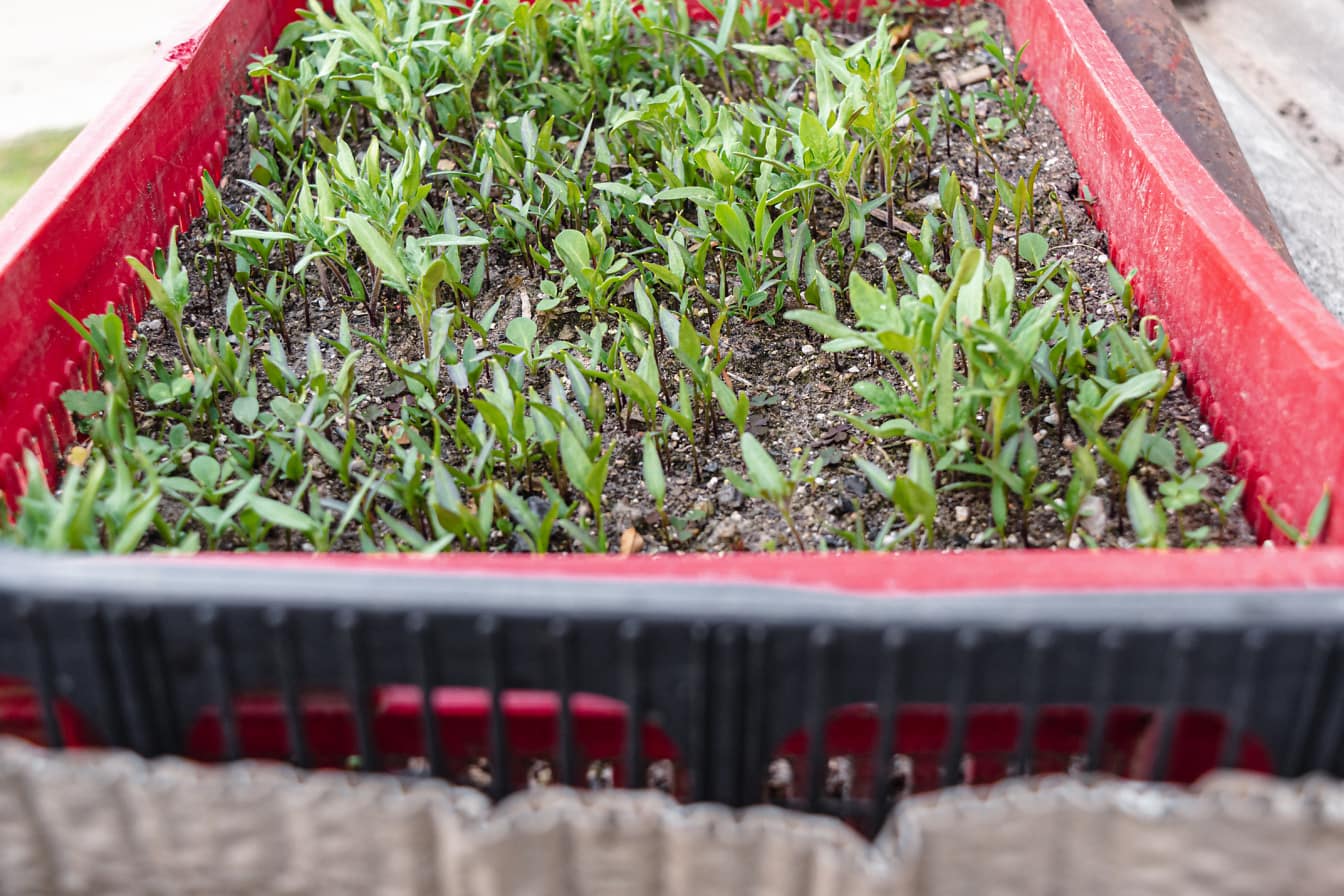 Саженец овоща, растущий в темно-красном пластиковом ящике