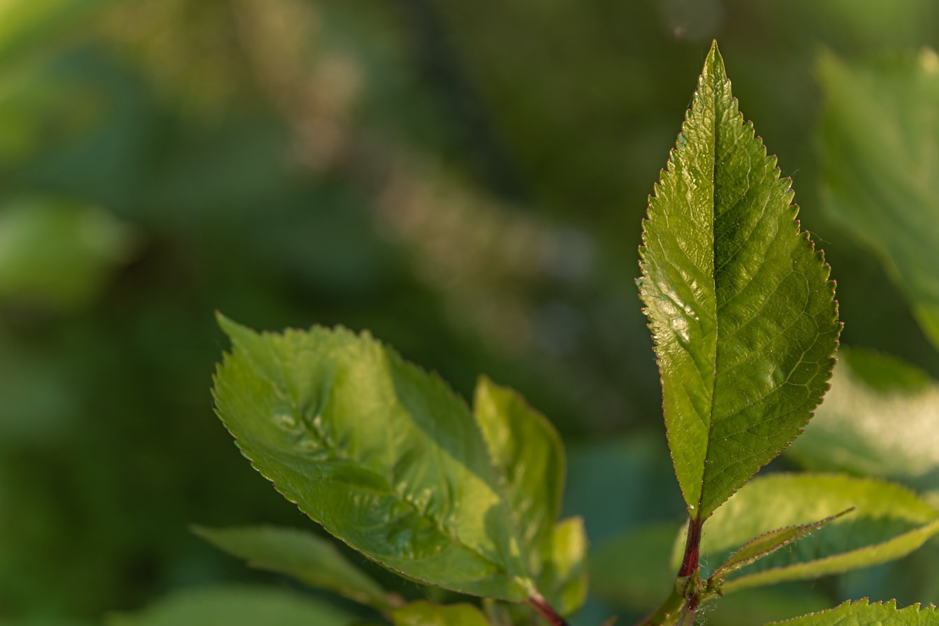 Close-up of dark green leaves on branchlet in spring time