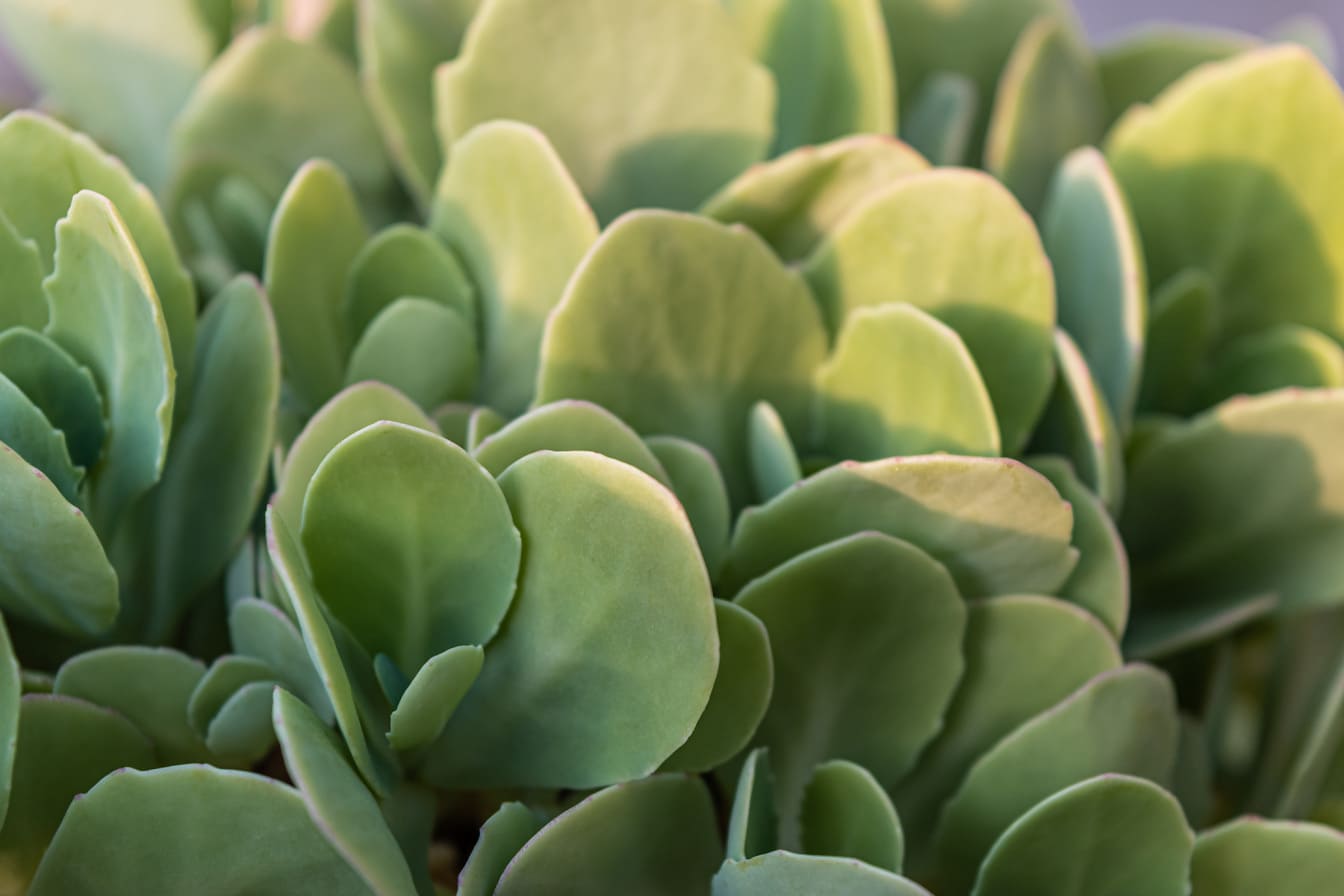 Prim-plan cu frunze verzi de varză organică în creștere