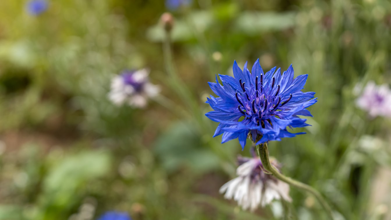 Tmavě modrý květ karafiátu (Dianthus caryophyllus) zblízka