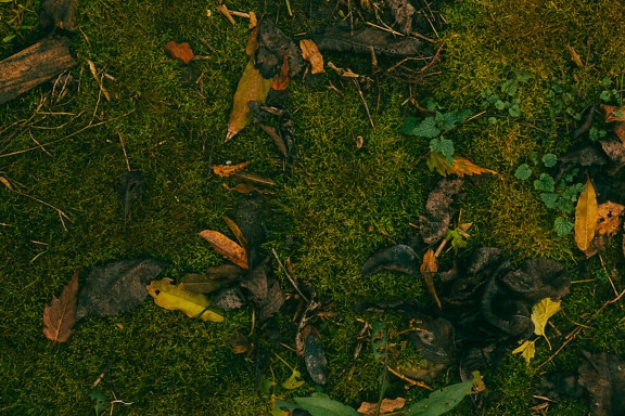 Dry leaves on dark green moss in autumn season