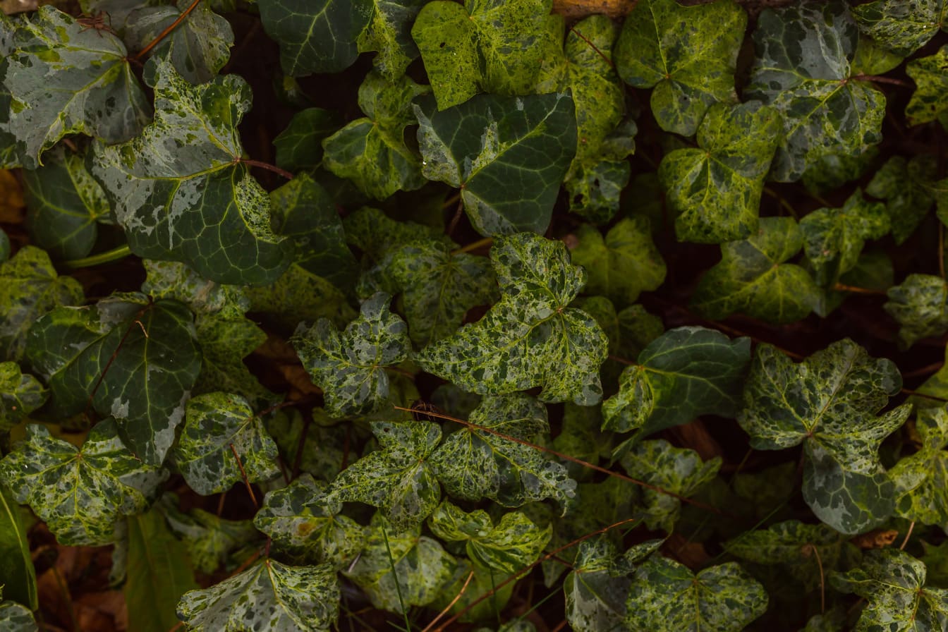 Angol borostyán (Hedera helix) sötétzöld levelek