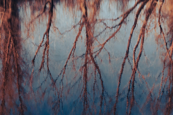 Reflection of trees in autumn season on calm water surface