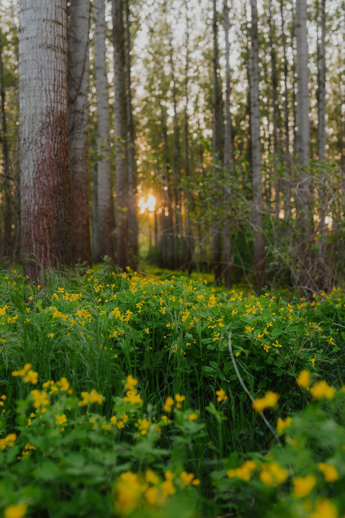 ข่มขืน (Brassica napus) ในป่าป็อปลาร์ในยามพระอาทิตย์ตกดิน