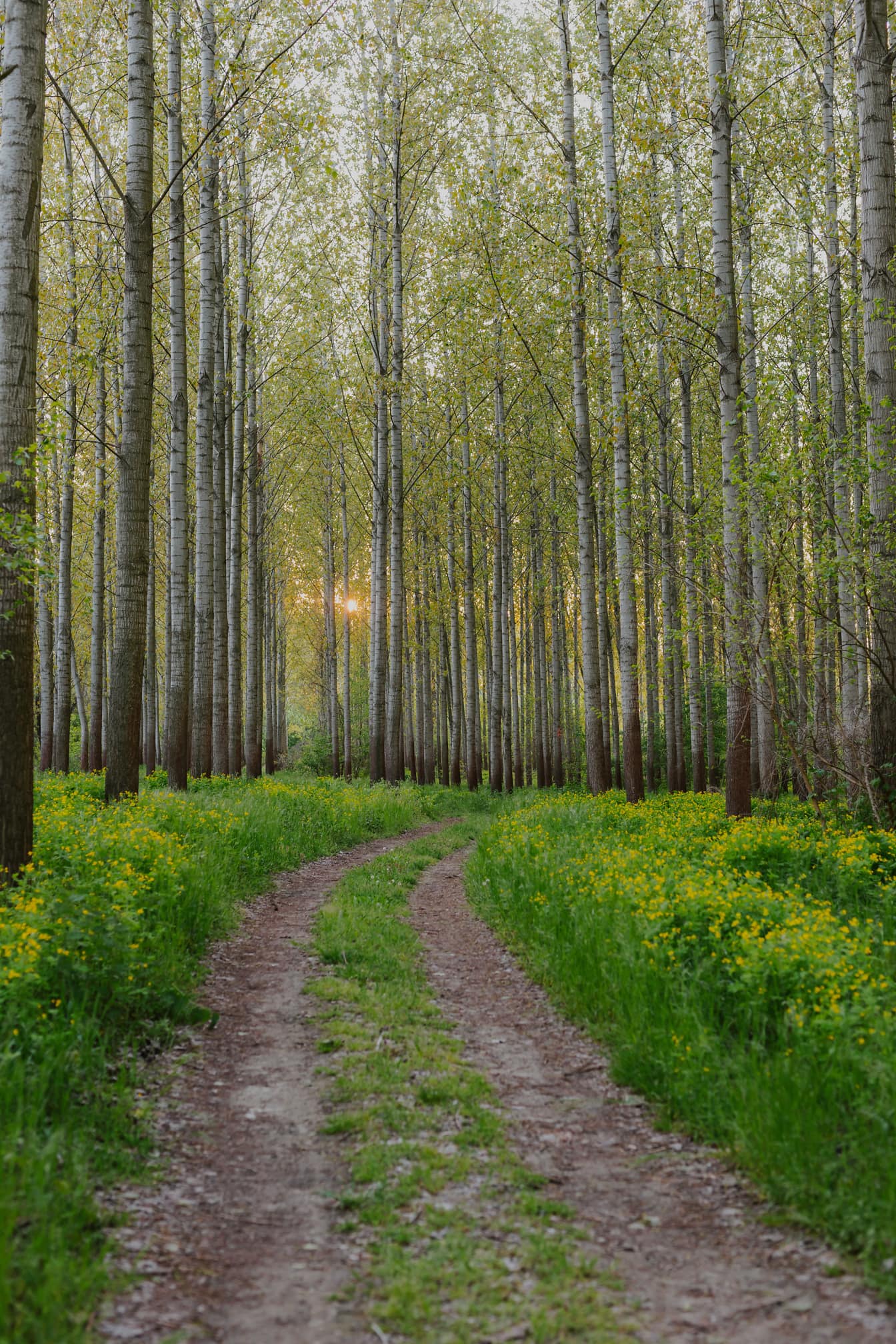 Jalan tanah jalur hutan di hutan kutub di musim semi