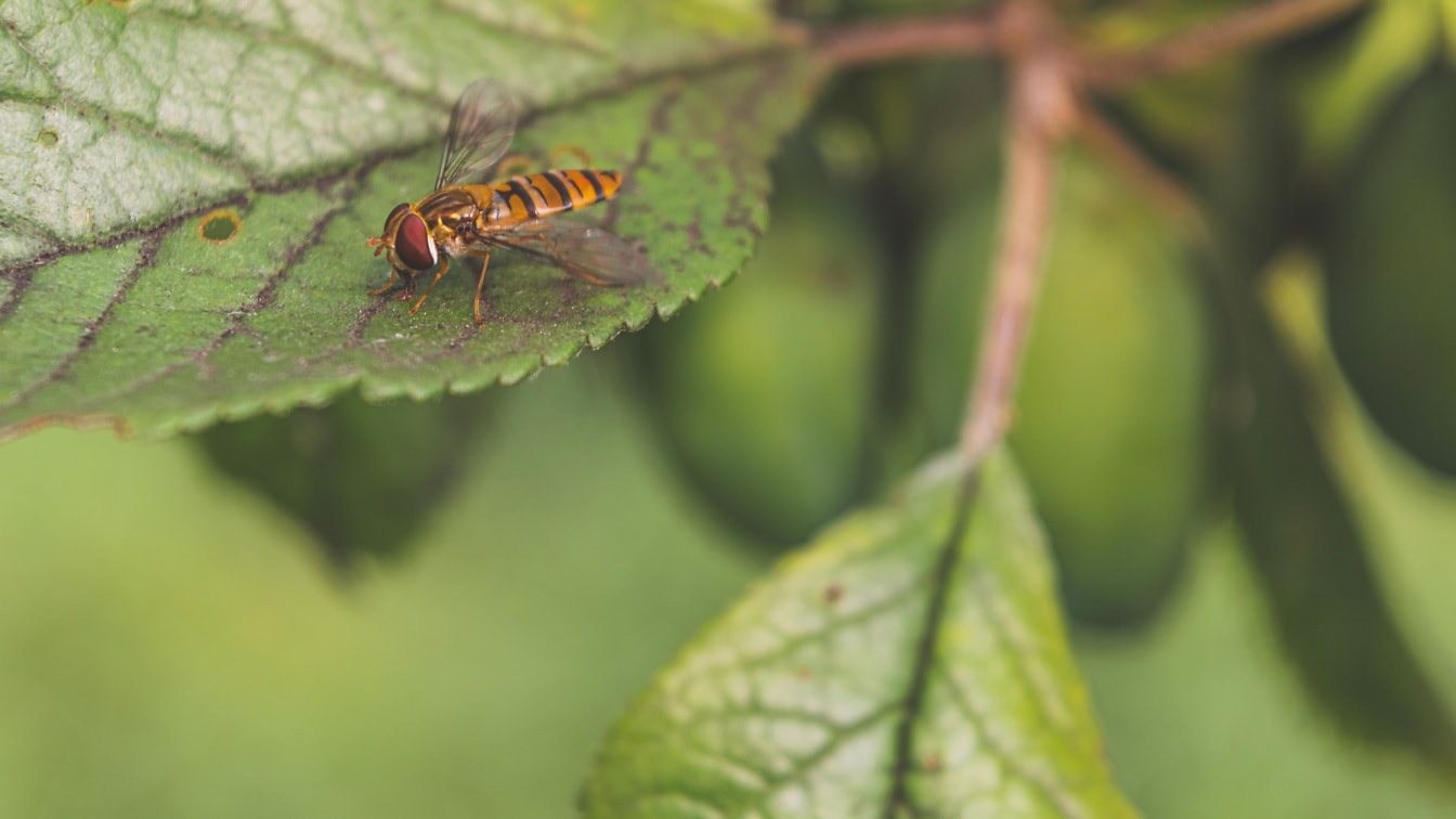 Marmeladă hoverfly (Episyrphus balteatus) zbura insecte pe frunze verzi
