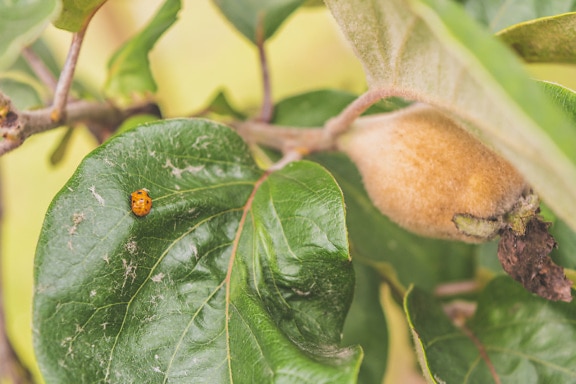Ladybug (Coccinellidae ) larva on quince fruit tree