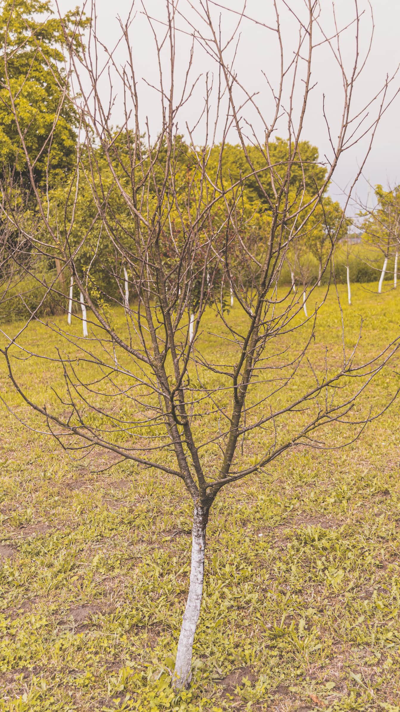 Suchý ovocný strom v sadu za sucha v období sucha