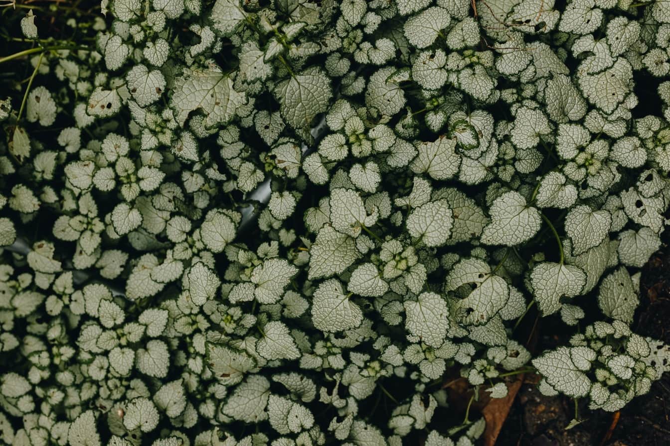 Ortie tachetée (Spotted deadnettle) feuilles jaune verdâtre