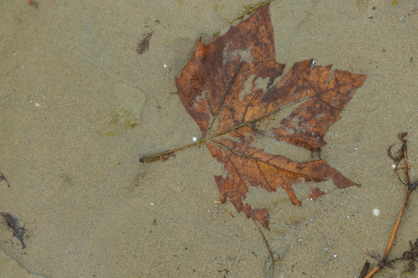 Žltohnedý list vo vlhkom piesku pod vodou