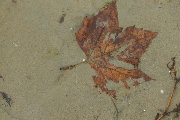 Yellowish brown leaf in wet sand underwater