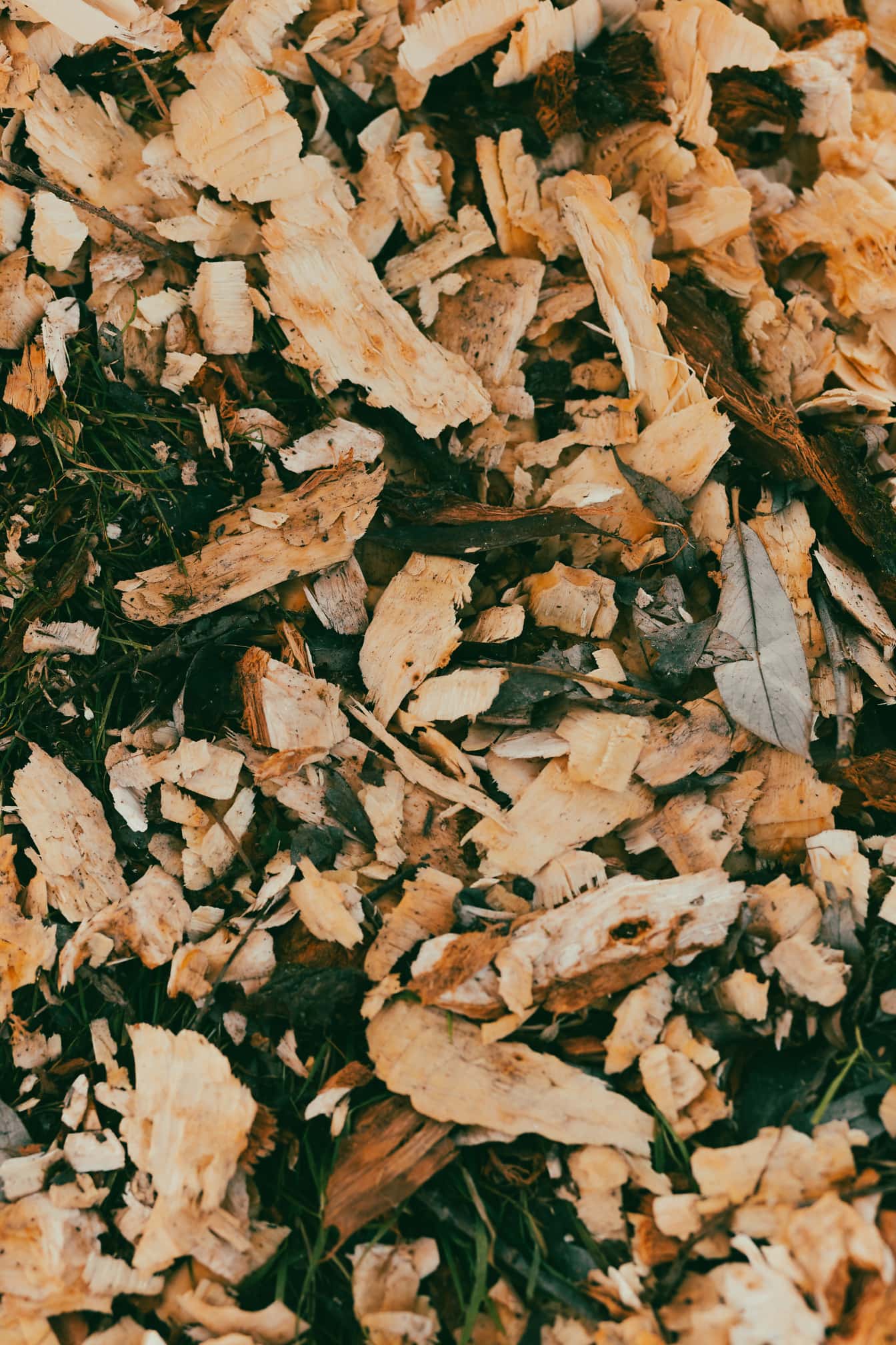 Sciure de bois brun clair sur texture de gros plan au sol