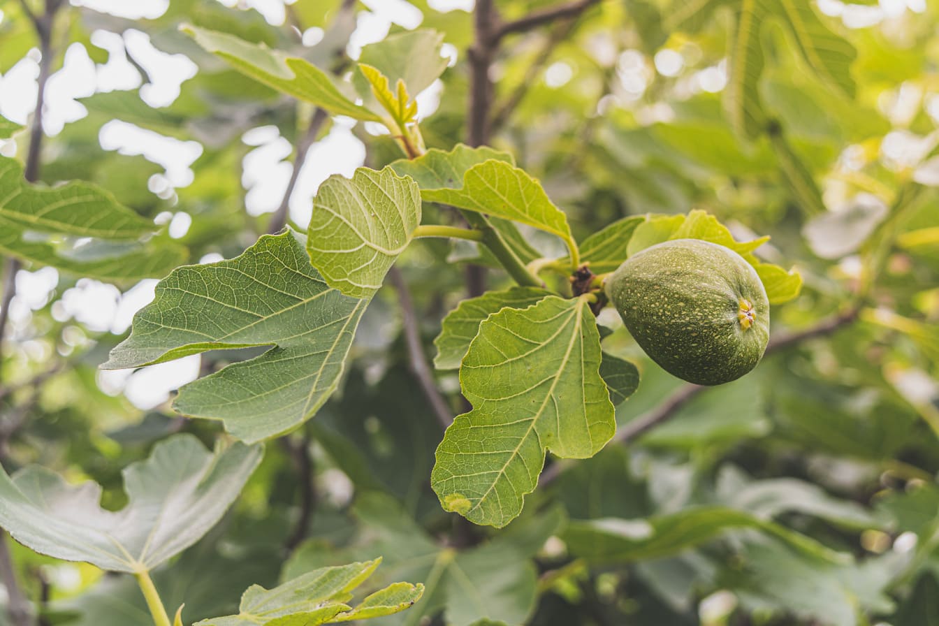 Higuera ogánica (Ficus carica) frutales con fruta verde