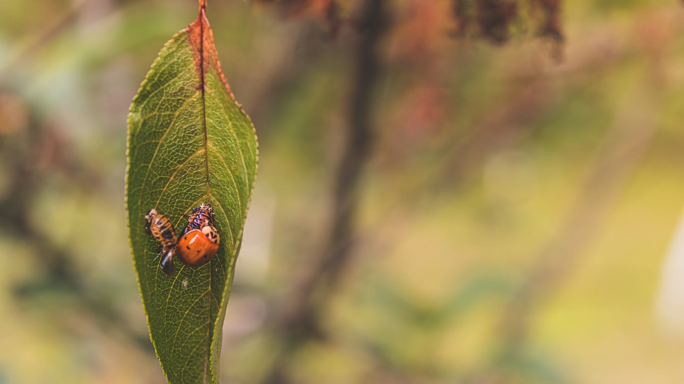 Ladybug (Coccinellidae) έντομα και προνύμφες στα φύλλα