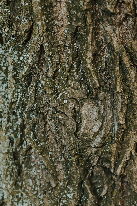Tekstura kore drveta izbliza s gljivicama