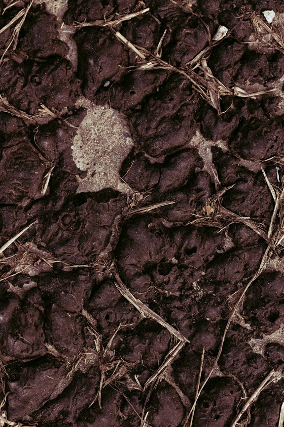 Rough dry soil surface texture in drought dry season