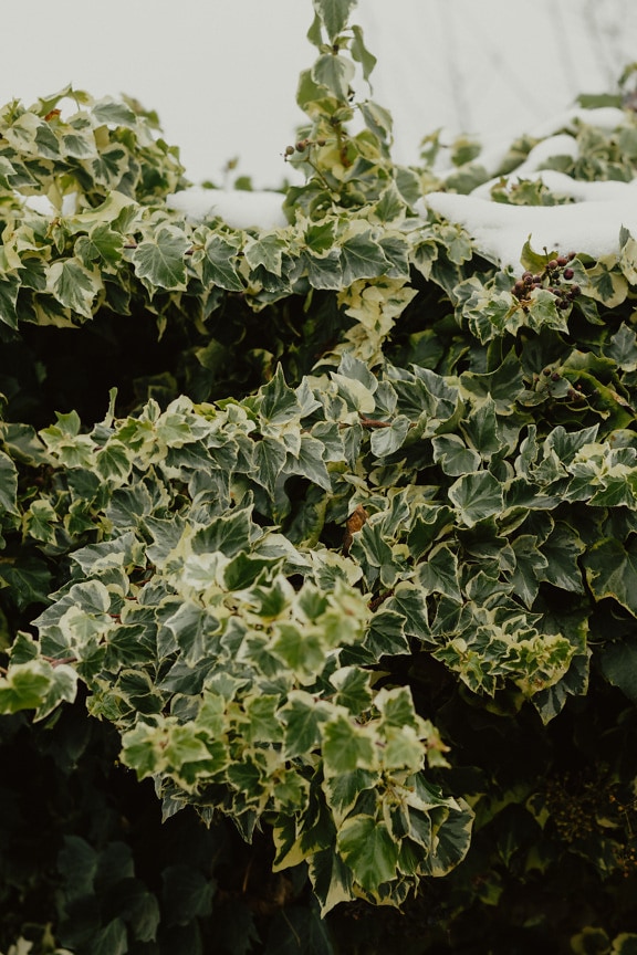 Variegata ivy (Hedera helix) bush in snow