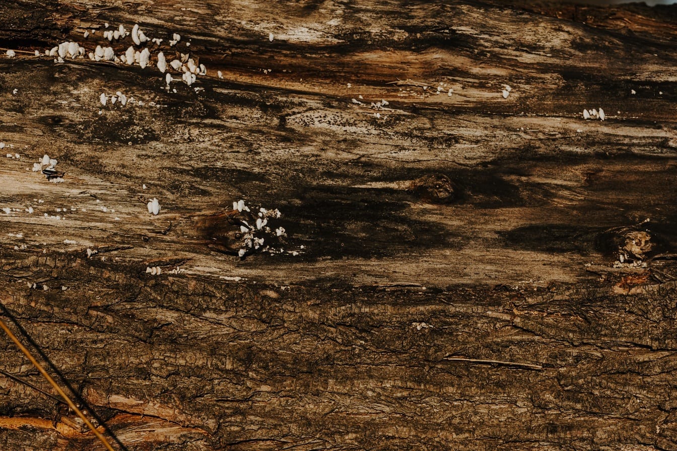 Tekstur close-up batang pohon tua dengan jamur putih kecil